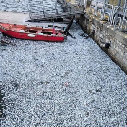 ψάρια λιμάνι βόλου