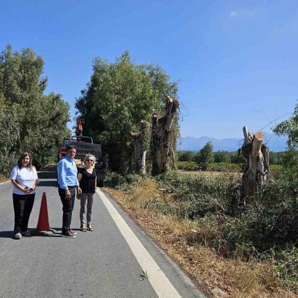 συριγωνάκης κλαδοκοπές