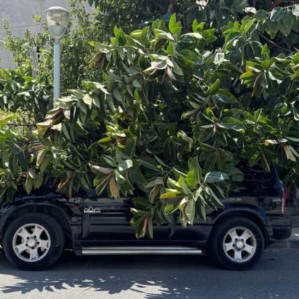 πτώση δέντρου 
