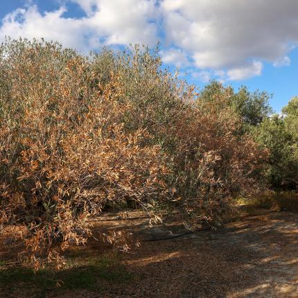 ξερά λιόφυτα