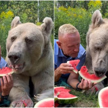 αρκούδα καρπούζι