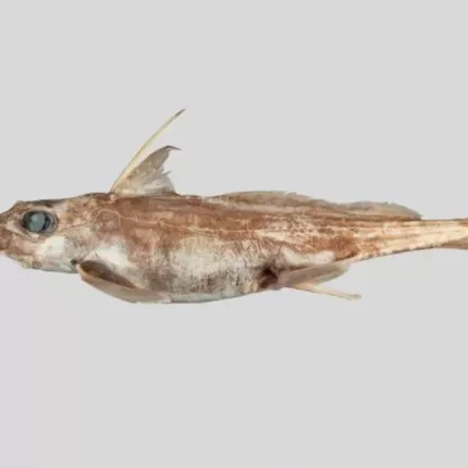 ΚΑΡΧΑΡΙΑΣ ΦΑΝΤΑΣΜΑ