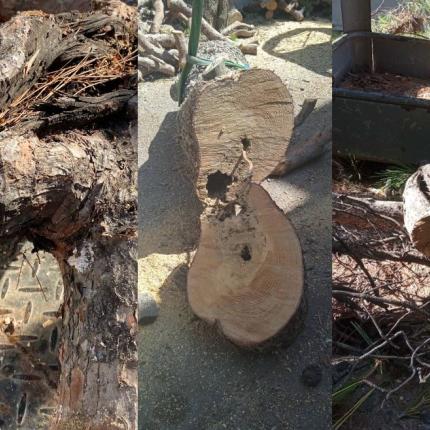 δεντρα Ηρακλειο