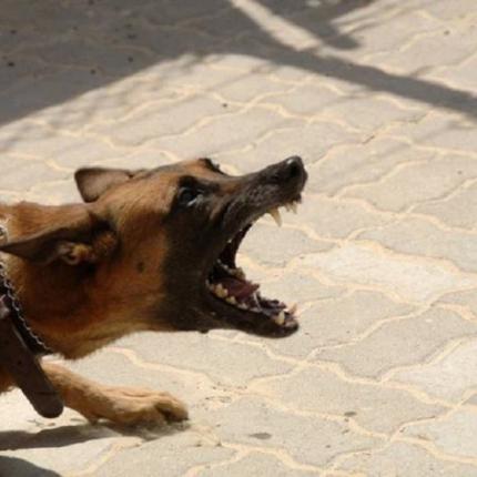 ΕΠΙΘΕΣΗ ΣΚΥΛΟΥ