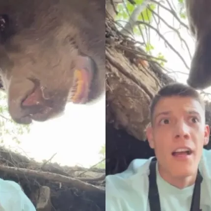 influencer αρκούδα