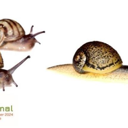 μαλακολογικο συνεδριο