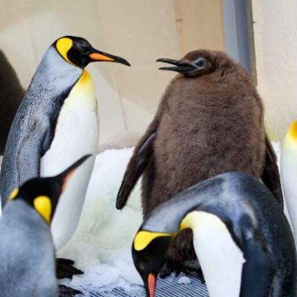 πιγκουίνος πέστο