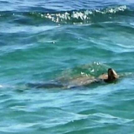 ΠΡΑΣΙΝΗ ΧΕΛΩΝΑ