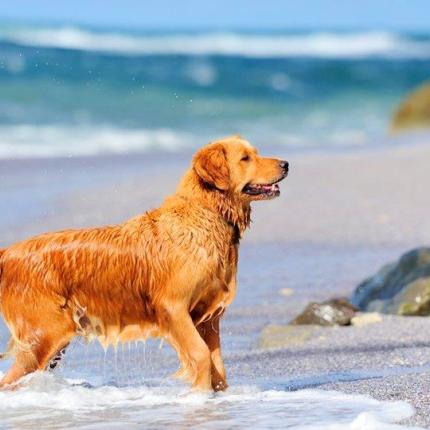 σκύλος παραλία