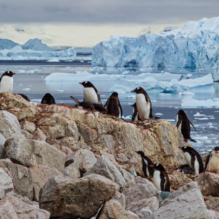 Ανταρκτική 