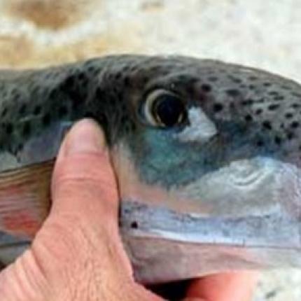 Τροπικό λαγόψαρο απειλεί το Αιγαίο