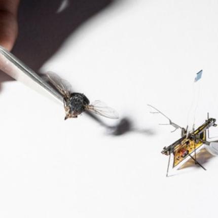 ρομπότ μύγα