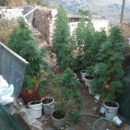 Χασισοφυτεια στη Σητεία