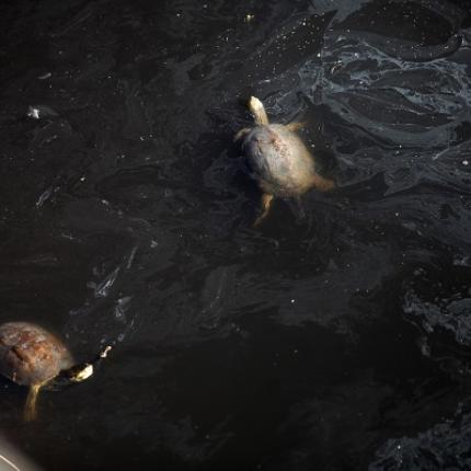 ποτάμι γιόφυρο