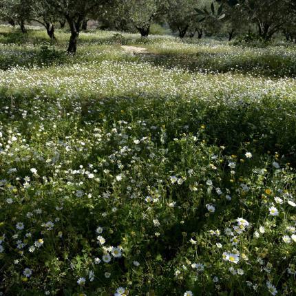 μαργαρίτες