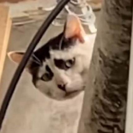 θλιμμένη γάτα