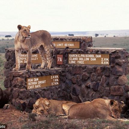  Ναϊρόμπι. έξι λιοντάρια