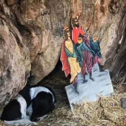 Αδέσποτος σκύλος βρήκε καταφύγιο στη φάτνη της πλατείας .jpg