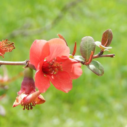 άνοιξη-ροδιά
