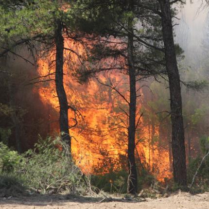 φωτιά μαλακάσα 4