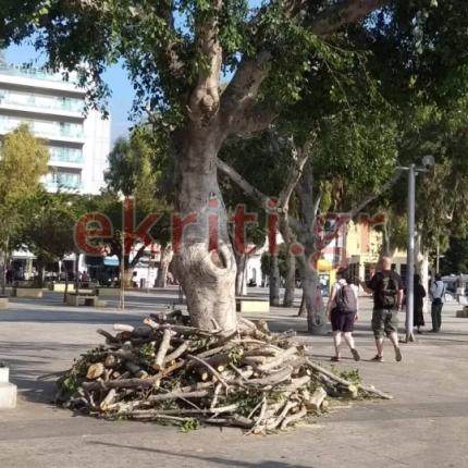 κλαδιά πλατεία
