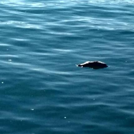 νεκρό πρόβατο λιμάνι