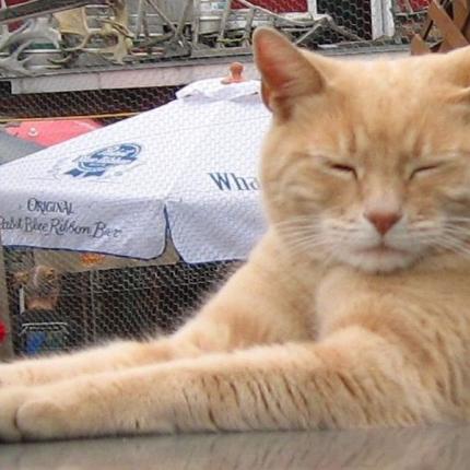 Stubbs-γάτα δήμαρχος.jpg