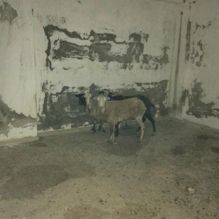 πρόβατα χερσόνησος