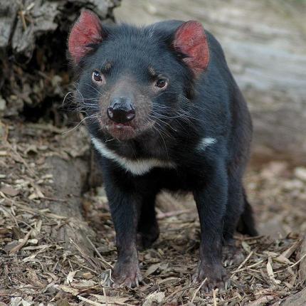 tasmanian_devil