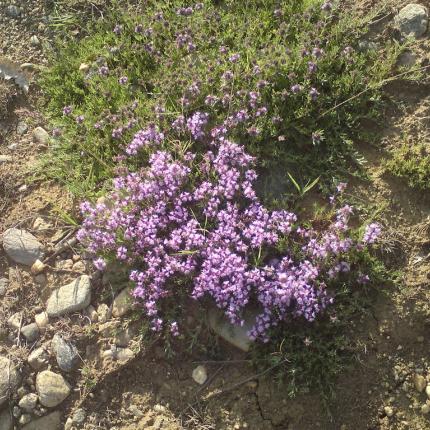 Παράνομο εμπόριο ελληνικών άγριων βοτάνων, αποκαλύπτει βελγική εφημερίδα