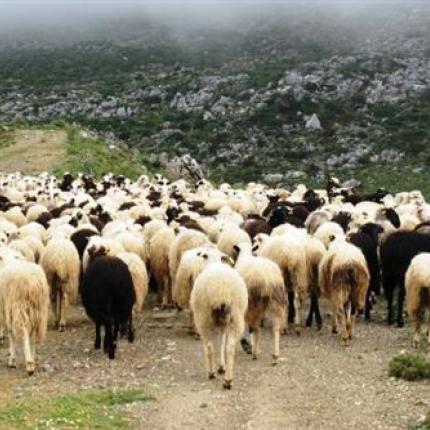 Ξεκίνησε η καταβολή της εξισωτικής αποζημίωσης του 2014