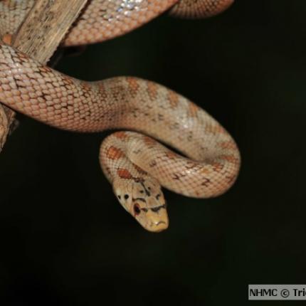 δηλητηριωδη ερπετα κρητη