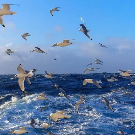 θάλασσα γλάροι 