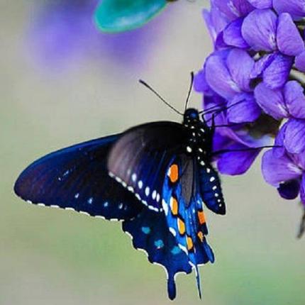 πεταλούδα λουλούδι