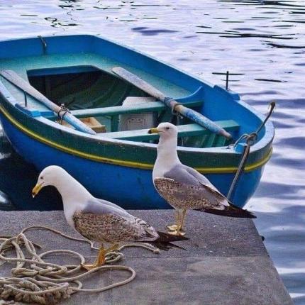 βάρκα θάλασσα γλάροι καλοκαιρι