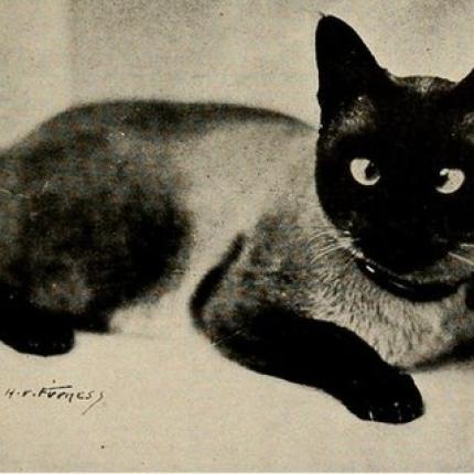 12 εκατομμύρια ιστορικές εικόνες ψηφιοποιούνται!