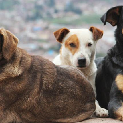 Ηράκλειο: Καταγγελίες για αδέσποτα με επιθετική συμπεριφορά - Καθησυχαστικός ο Δήμος