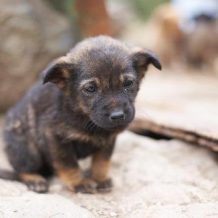 Ενισχύουν οικονομικά τους δήμους για την προστασία των αδέσποτων ζώων