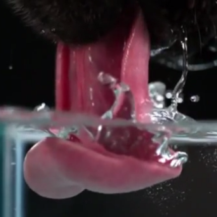 Όχι άλλα διψασμένα αδέσποτα γύρω μας (βίντεο)