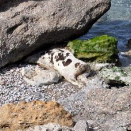 Και ξαφνικά η θάλασσα στην Ιεράπετρα ... ξέβρασε μια αγελάδα!