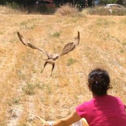 'Αγρια πουλιά επιστρέφουν στη φύση, στη "Στράτα του Ψηλορείτη"