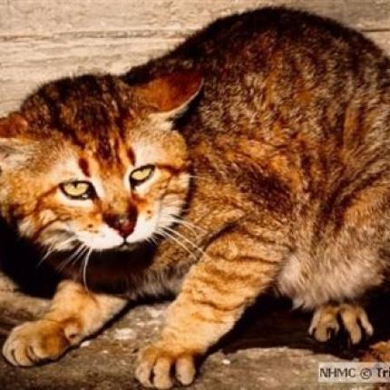 "Αφαντος" από τον Ψηλορείτη ο αγριόγατος της Κρήτης