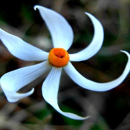 Αυτά είναι τα 24 τα πιο όμορφα αγριολούλουδα της Κρήτης