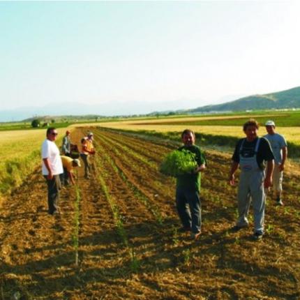 Αγρότες με ακαθάριστα έσοδα άνω των 15.000 ευρώ θα πρέπει να τηρούν στοιχεία
