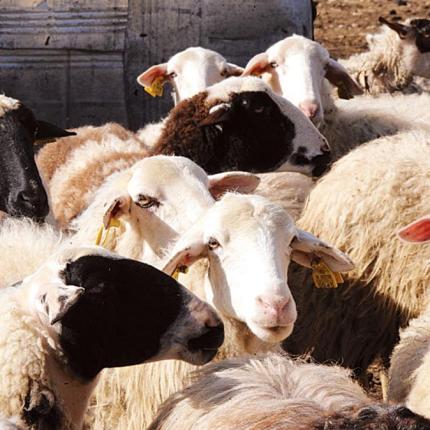 αιγοπρόβατα