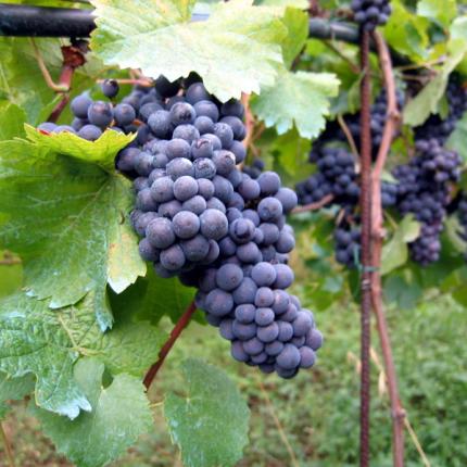 Νέες οργανώσεις των Αγροτών, του Δημ. Καραμαλάκη