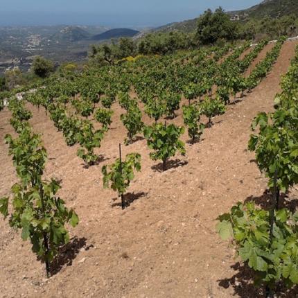 Χανιά: Διαδικασίες για τα δικαιώματα αναφύτευσης αμπελιών 