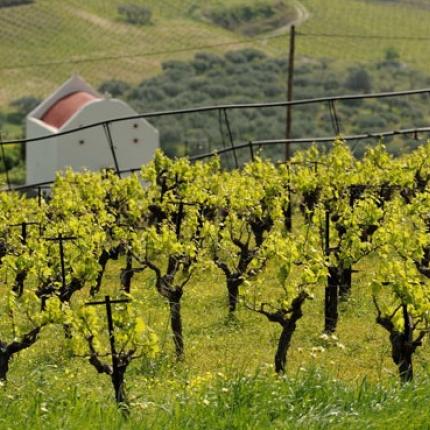 "Καλή είναι η αλόη, αλλά η Κρήτη βγάζει λάδι και κρασί"