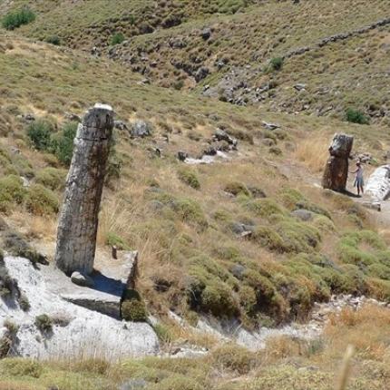 απολιθωμένο δάσος