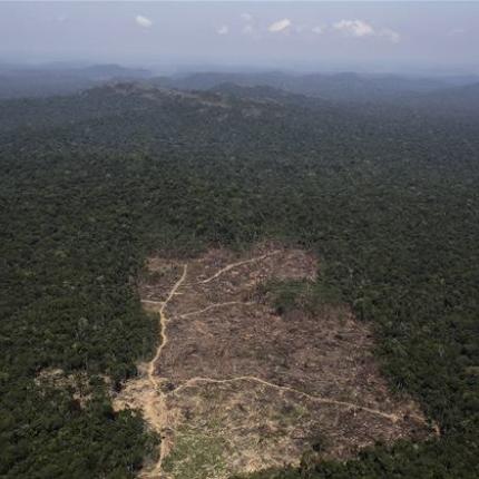 apopsilosi_amazonios2-600-x-422-600x420.jpg